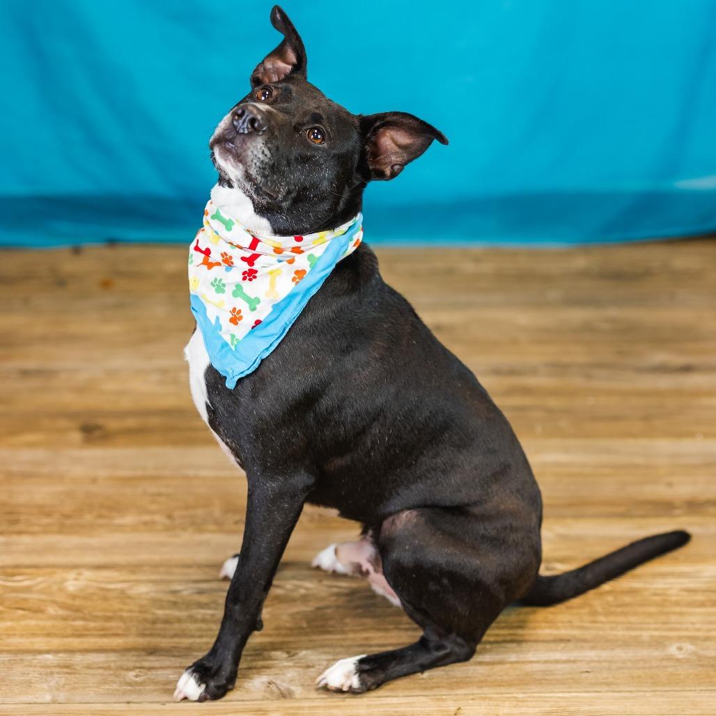 Vaughn (Sponsored), Adoptable, Adult Male American Staffordshire Terrier & Pit Bull Terrier.