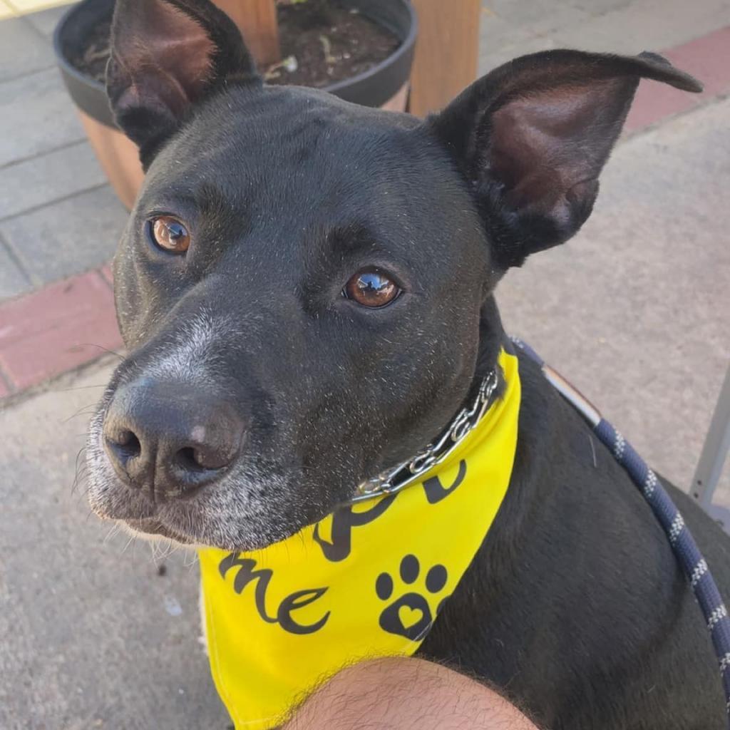 Enlarge Vaughn (Sponsored), a Adoptable mixed breed in East Saint Louis, IL image 2/6