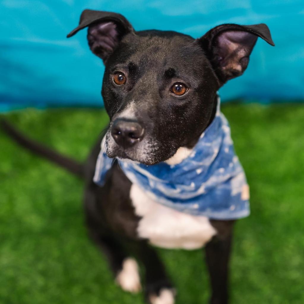 Enlarge Vaughn (Sponsored), a Adoptable mixed breed in East Saint Louis, IL image 3/6