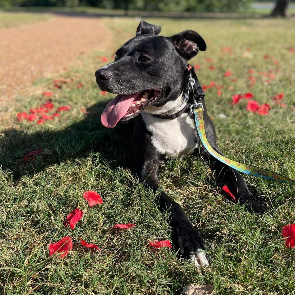 Enlarge Vaughn (Sponsored), a Adoptable mixed breed in East Saint Louis, IL image 4/6