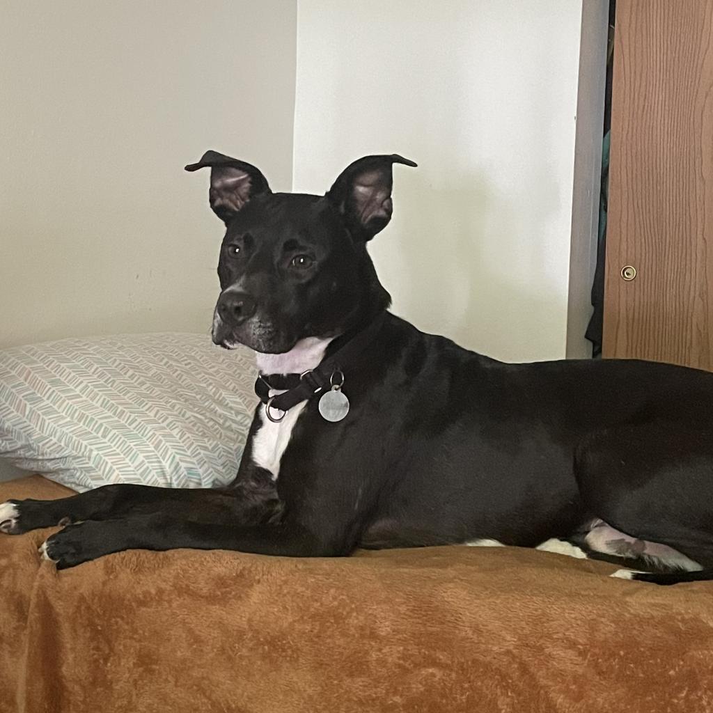 Enlarge Vaughn (Sponsored), a Adoptable mixed breed in East Saint Louis, IL image 6/6