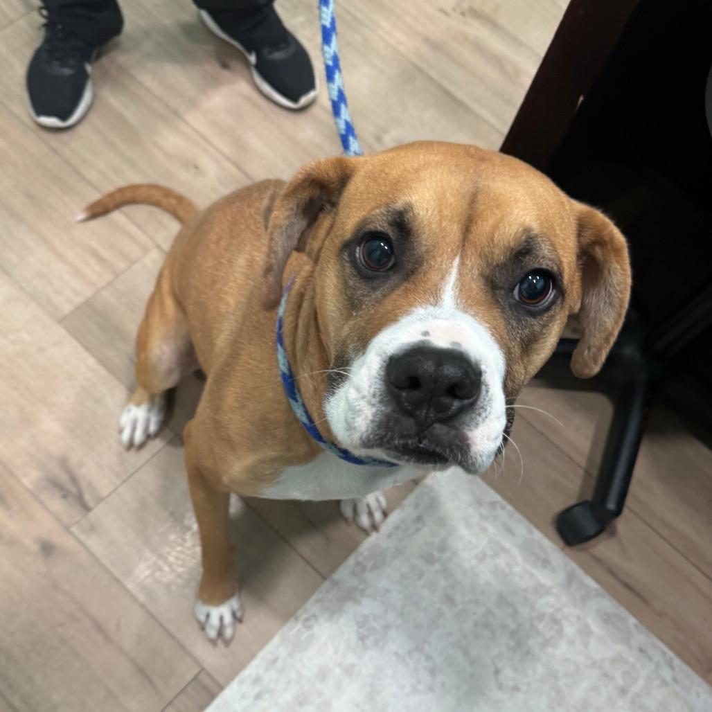 Enlarge Chloe - Courtesy Post, a Adoptable Boxer in Gulfport, MS image 1/1