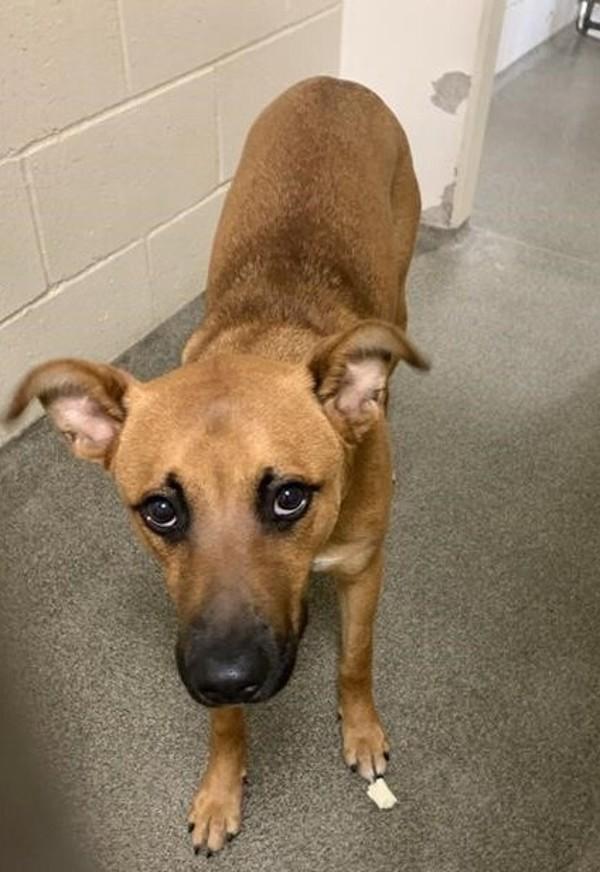 Zivo, Adoptable, Young Male Pit Bull Terrier & Labrador Retriever.