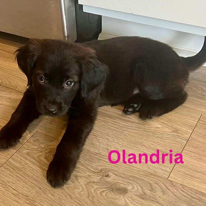 OLANDRIA, an adoptable Pekingese, Labrador Retriever in Madisonville, LA, 70447 | Photo Image 6