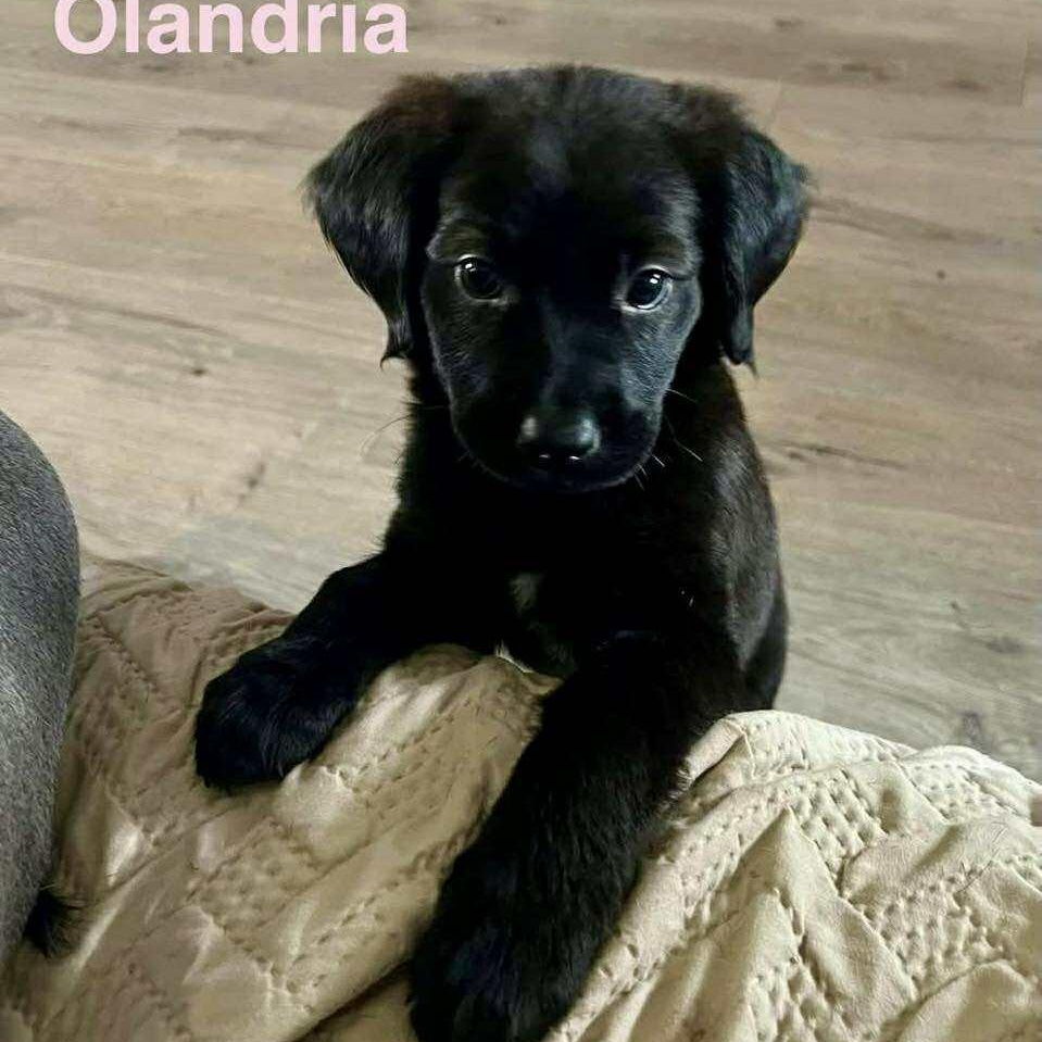 OLANDRIA, an adoptable Pekingese, Labrador Retriever in Madisonville, LA, 70447 | Photo Image 1