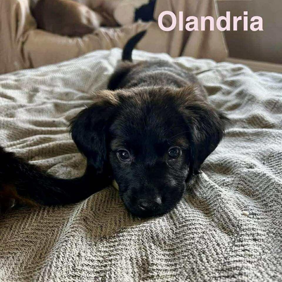 OLANDRIA, an adoptable Pekingese, Labrador Retriever in Madisonville, LA, 70447 | Photo Image 5