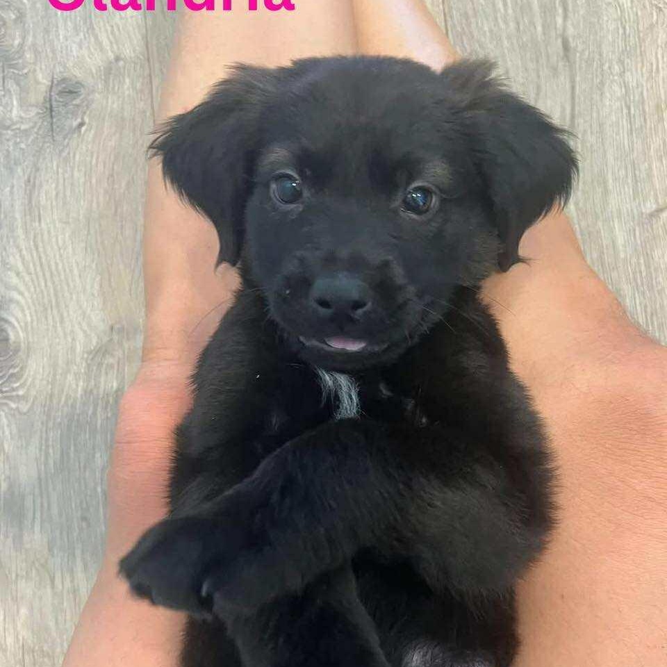 OLANDRIA, an adoptable Pekingese, Labrador Retriever in Madisonville, LA, 70447 | Photo Image 4