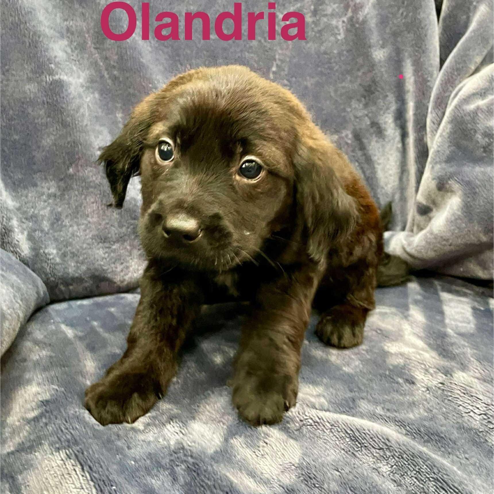 OLANDRIA, an adoptable Pekingese, Labrador Retriever in Madisonville, LA, 70447 | Photo Image 3