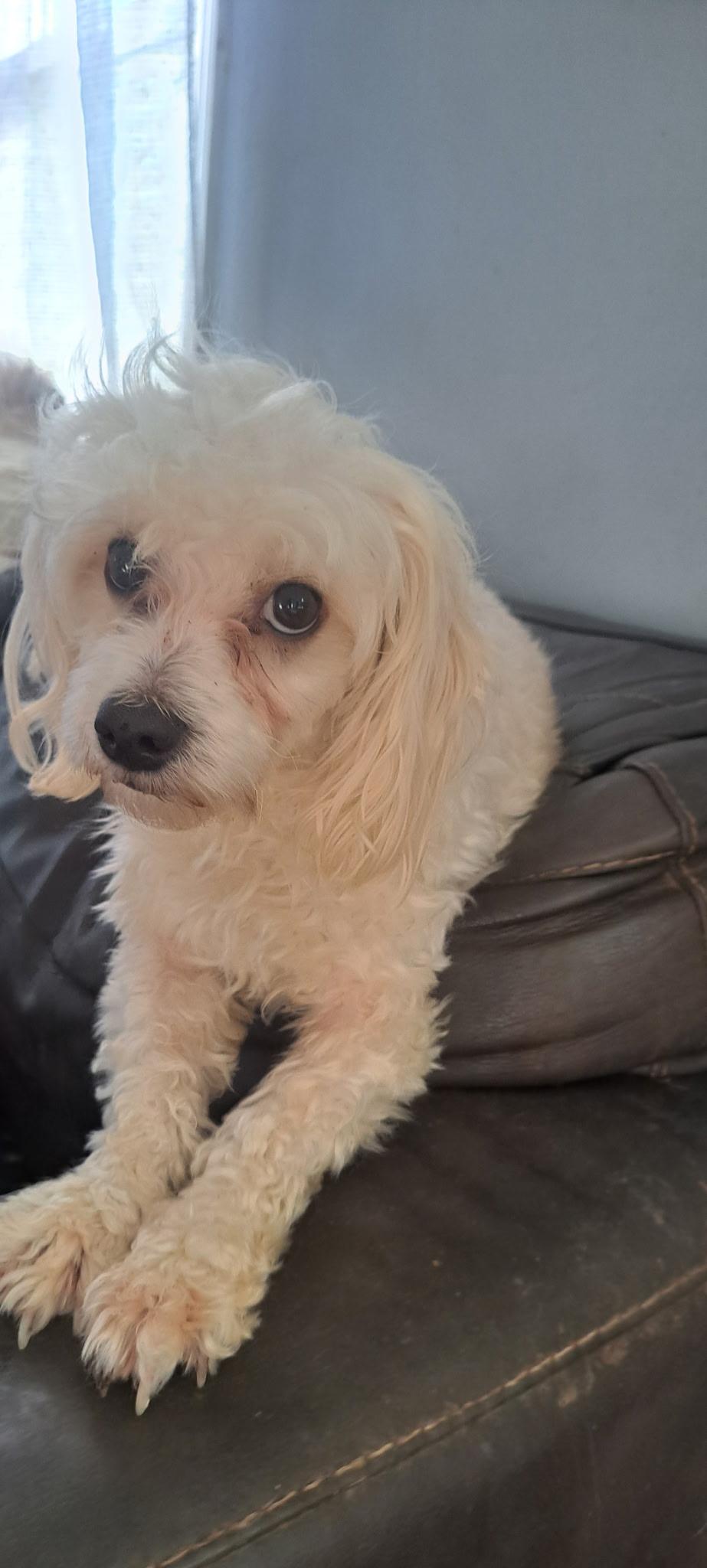 Enlarge Hendrix, a ADOPTABLE mixed breed in AUDUBON, NJ image 2/3