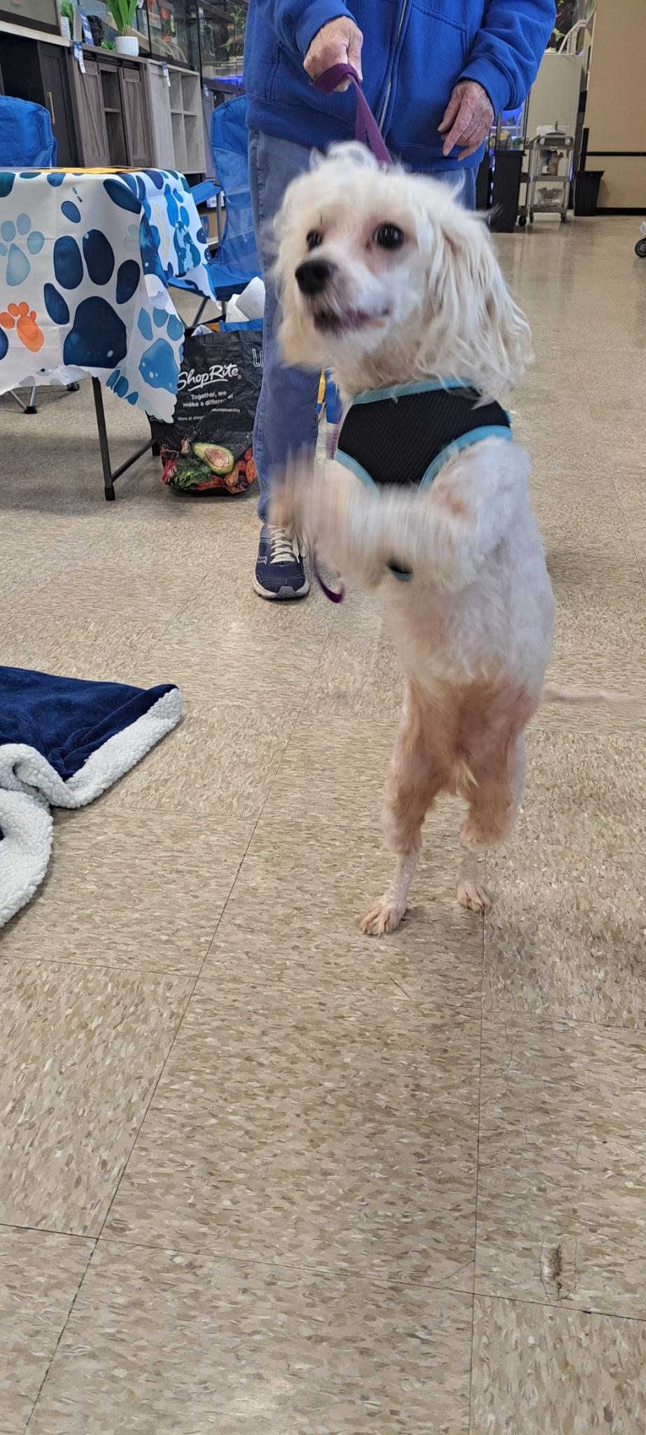 Enlarge Hendrix, a ADOPTABLE mixed breed in AUDUBON, NJ image 3/3