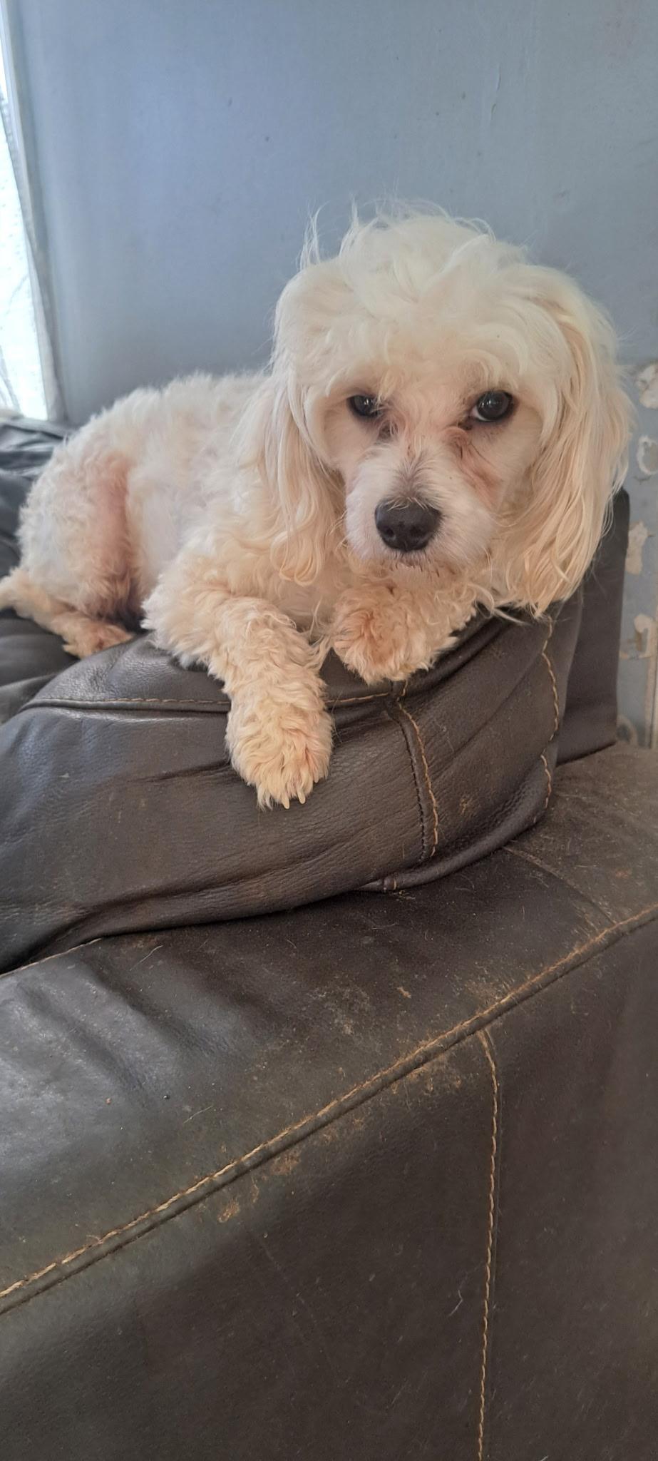 Hendrix, ADOPTABLE, Adult Male Poodle (Toy).