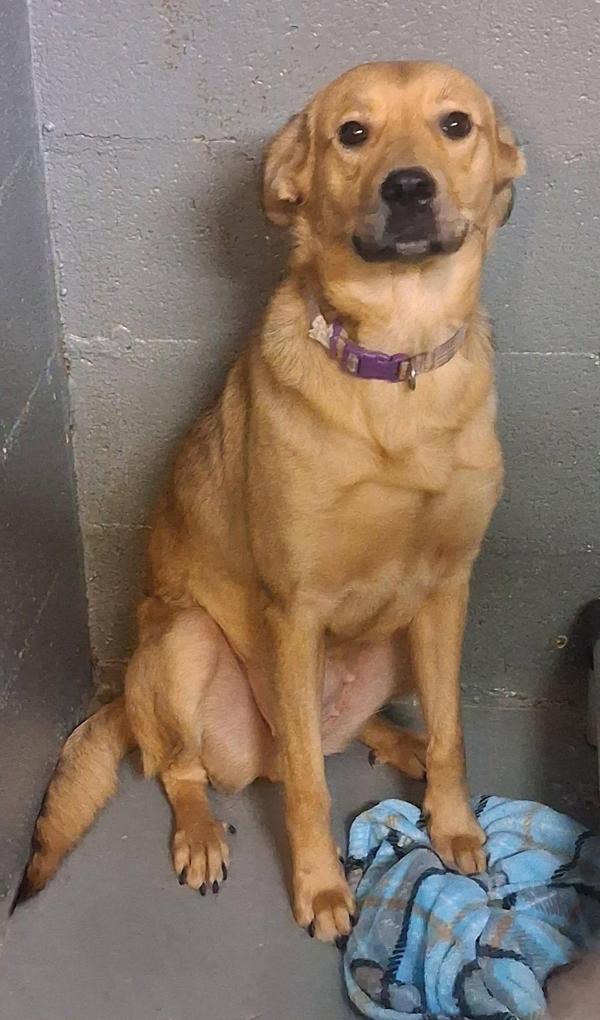 Enlarge Harper, a Adoptable mixed breed in Stuart, VA image 1/1