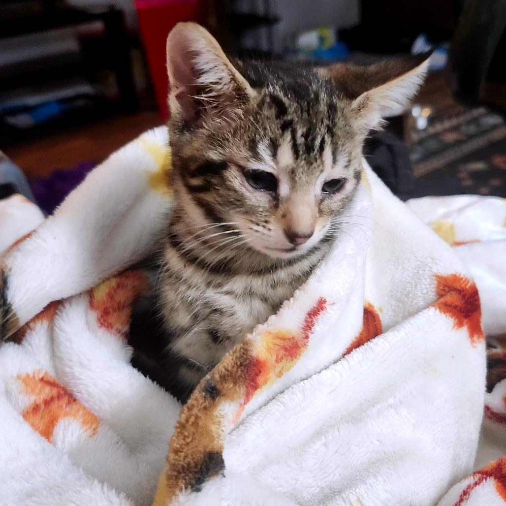 Mochi Wesley-AR, Adoptable, Kitten Female Domestic Short Hair.