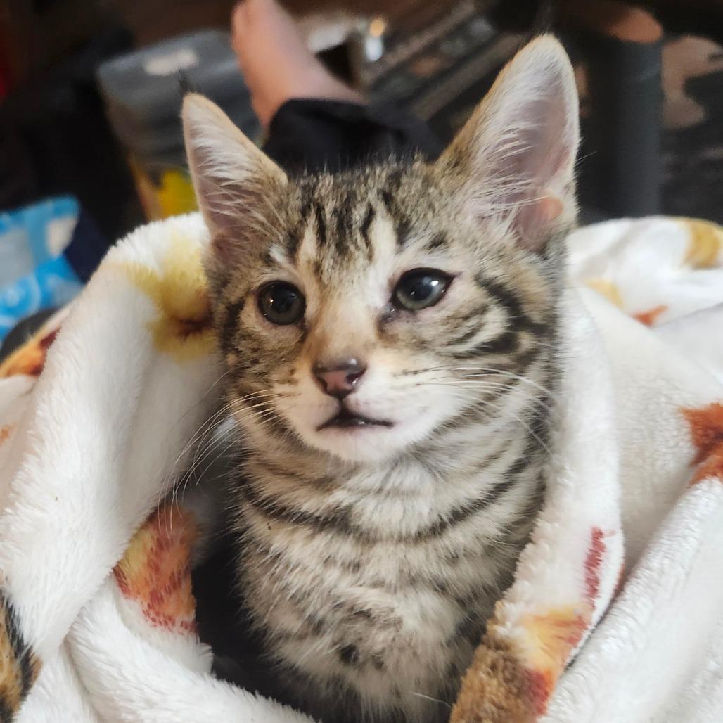Enlarge Mochi Wesley-AR, a Adoptable Domestic Short Hair in Tallahassee, FL image 2/6