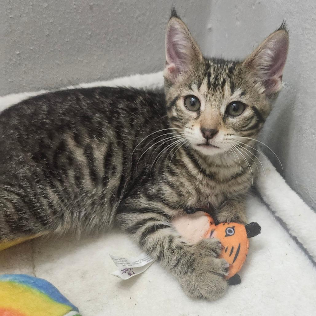 Enlarge Mochi Wesley-AR, a Adoptable Domestic Short Hair in Tallahassee, FL image 3/6