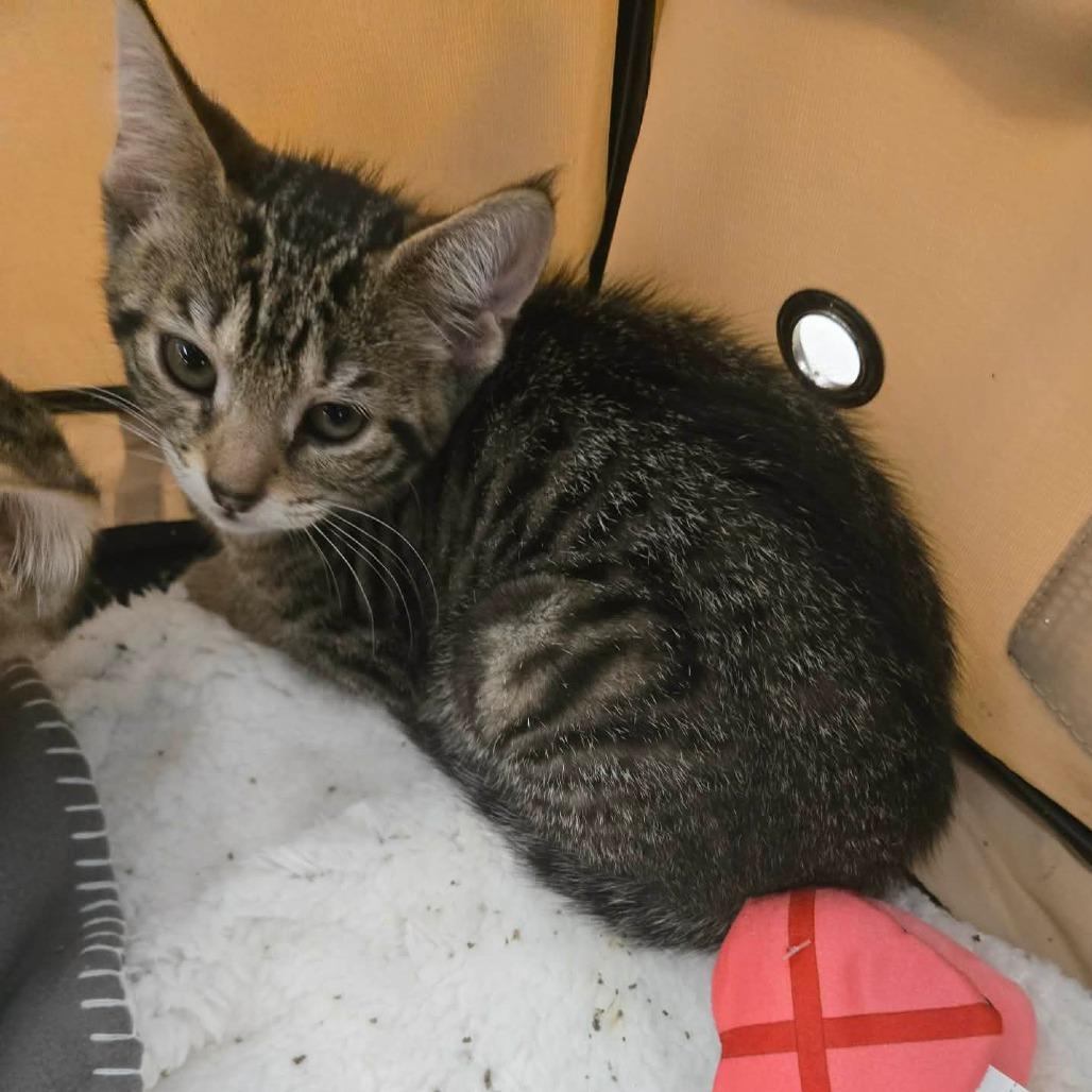 Enlarge Mochi Wesley-AR, a Adoptable Domestic Short Hair in Tallahassee, FL image 4/6