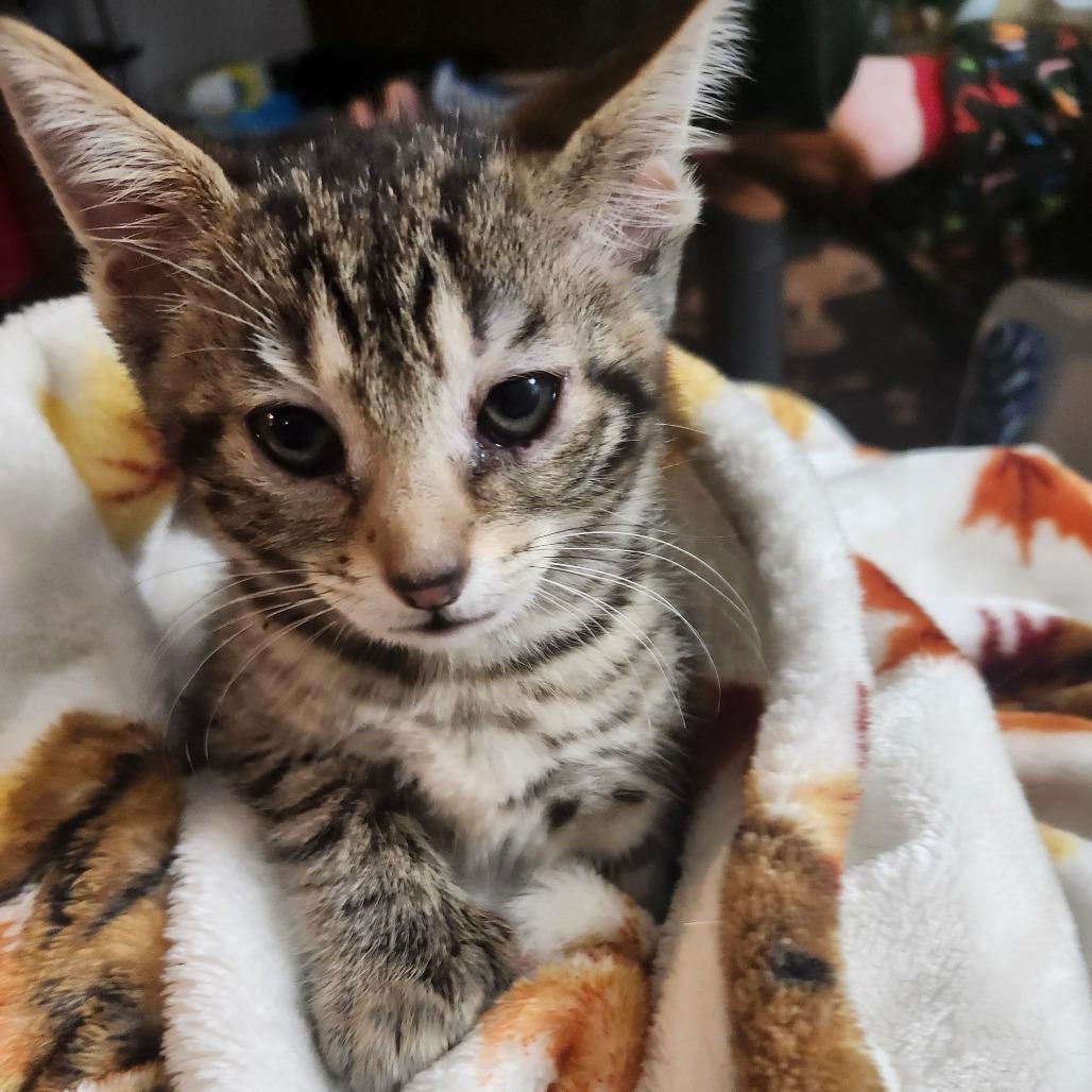 Enlarge Mochi Wesley-AR, a Adoptable Domestic Short Hair in Tallahassee, FL image 5/6