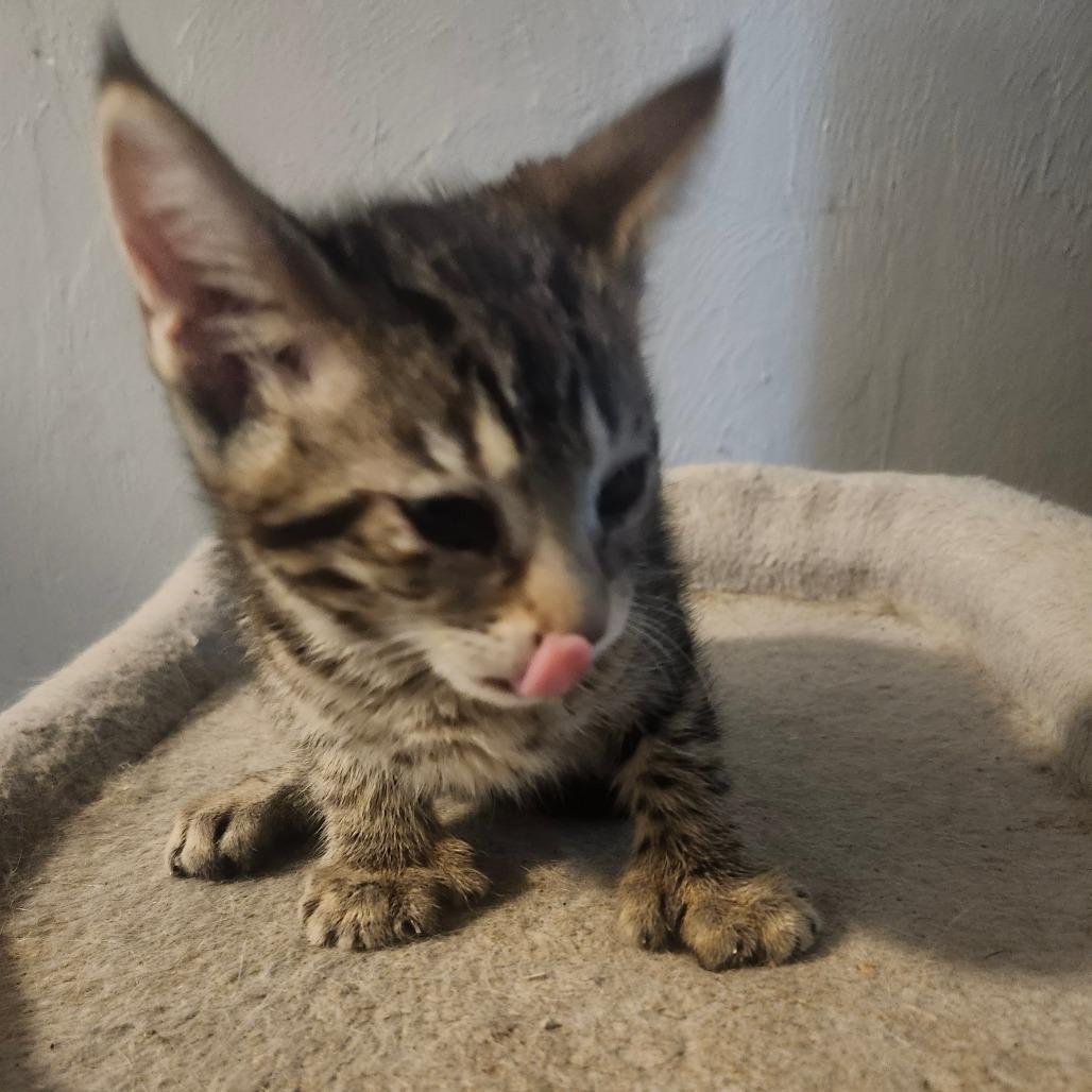 Enlarge Mochi Wesley-AR, a Adoptable Domestic Short Hair in Tallahassee, FL image 6/6