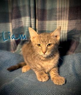 Liam, Adoptable, Young Male Domestic Short Hair & Tabby.