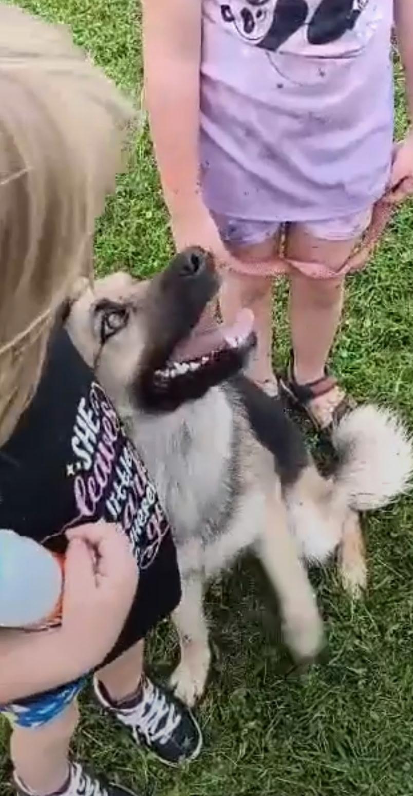 Fly, Adoptable, Young Female German Shepherd Dog & Anatolian Shepherd.
