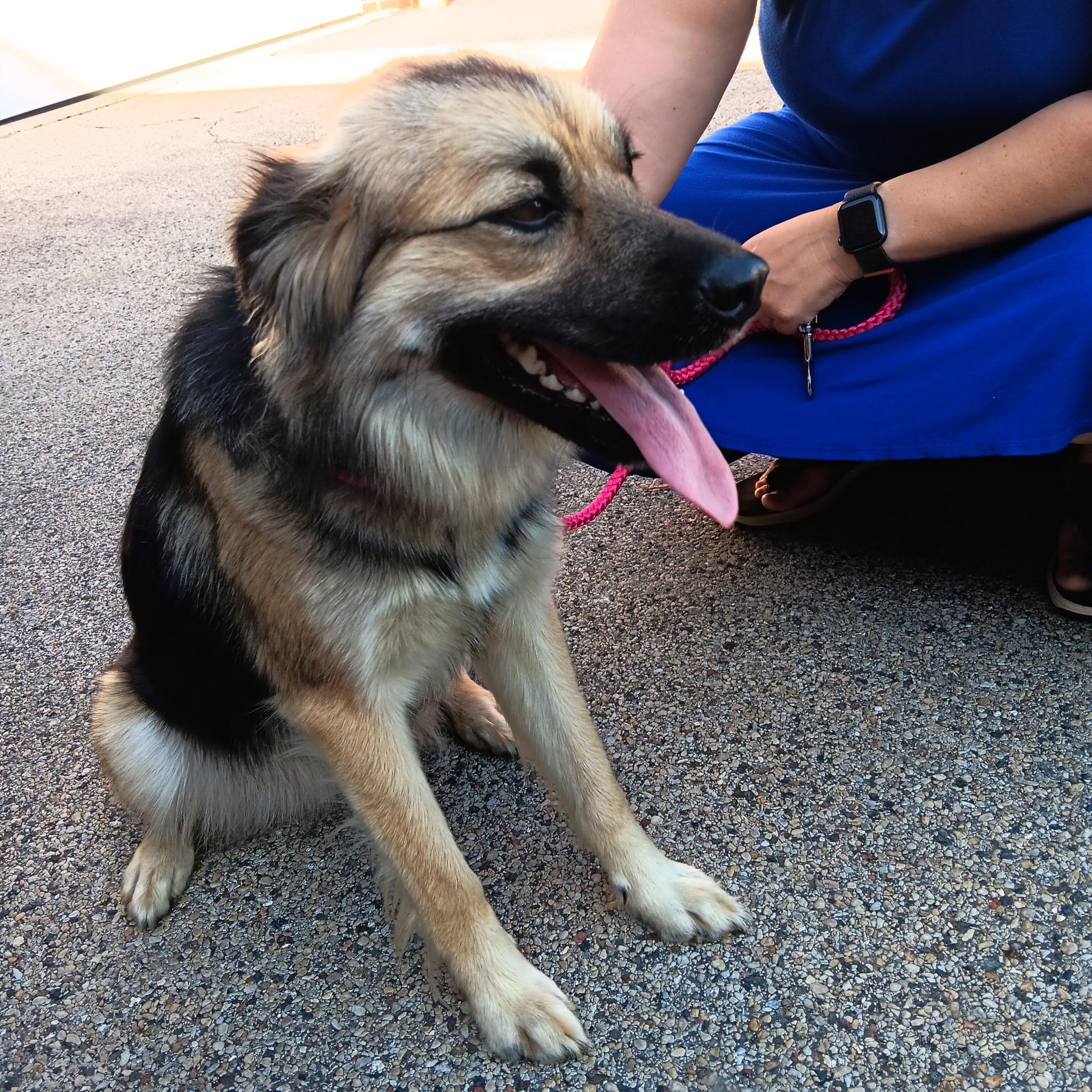 Enlarge Fly, a Adoptable mixed breed in Mauston, WI image 3/4