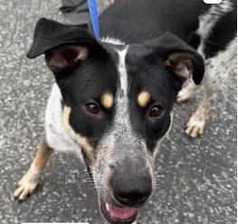 Scarlet, a ADOPTABLE mixed breed in Frazier Park, CA image 3/3