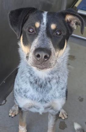 Scarlet, ADOPTABLE, Young Female Cattle Dog.