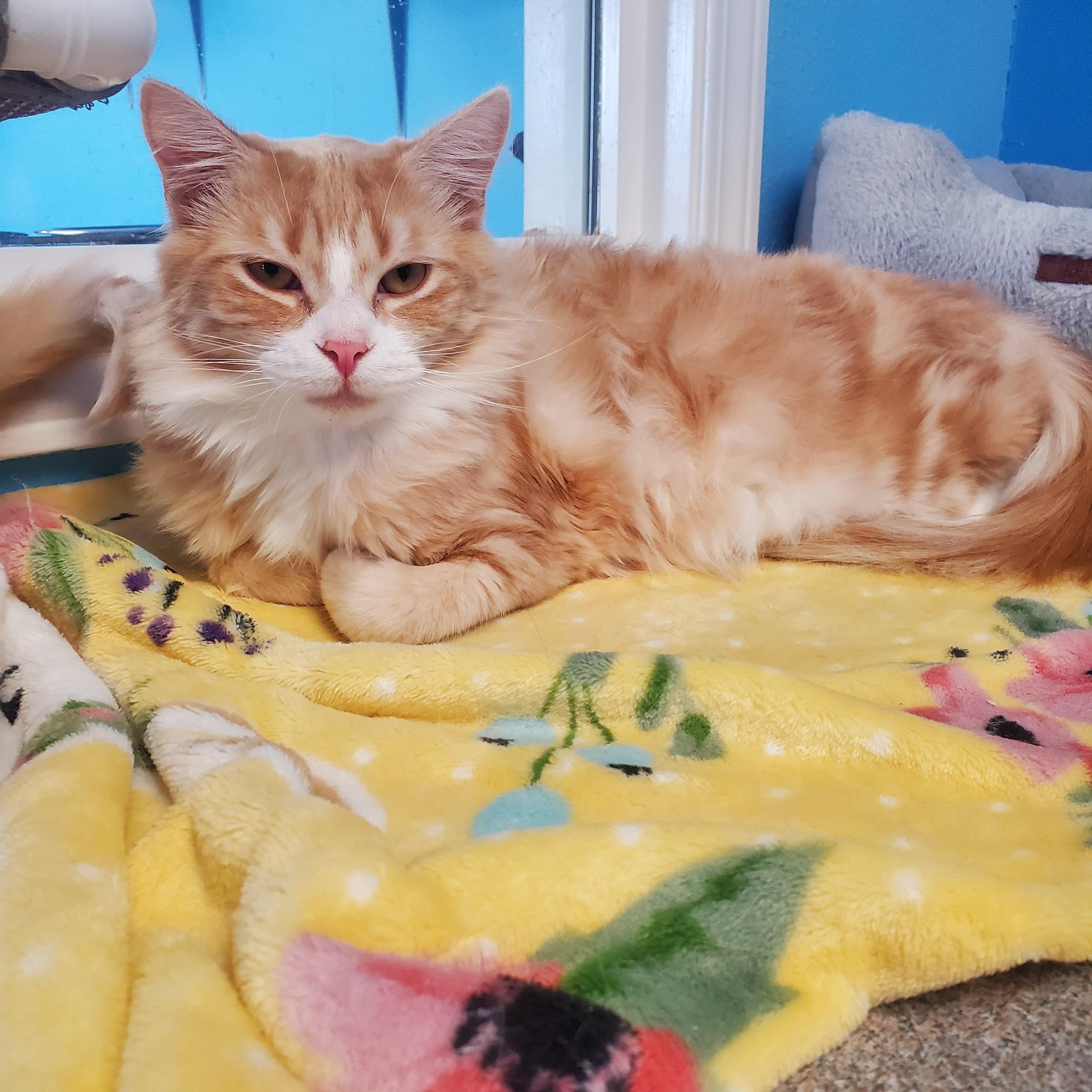 Enlarge Bonaduce, a ADOPTABLE Domestic Long Hair in Polson, MT image 1/1