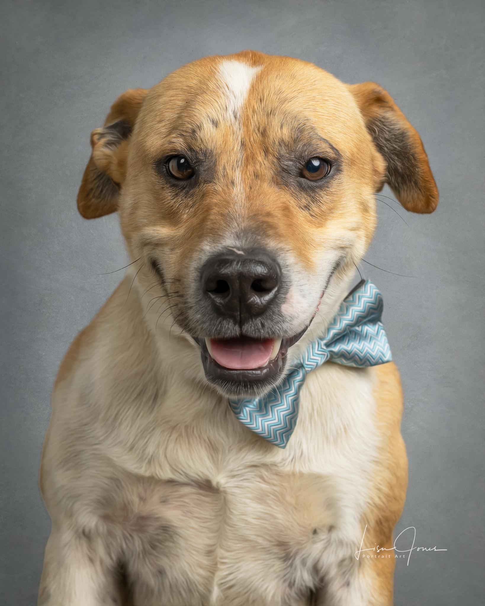 Dakota, ADOPTABLE, Adult Male Mixed Breed.