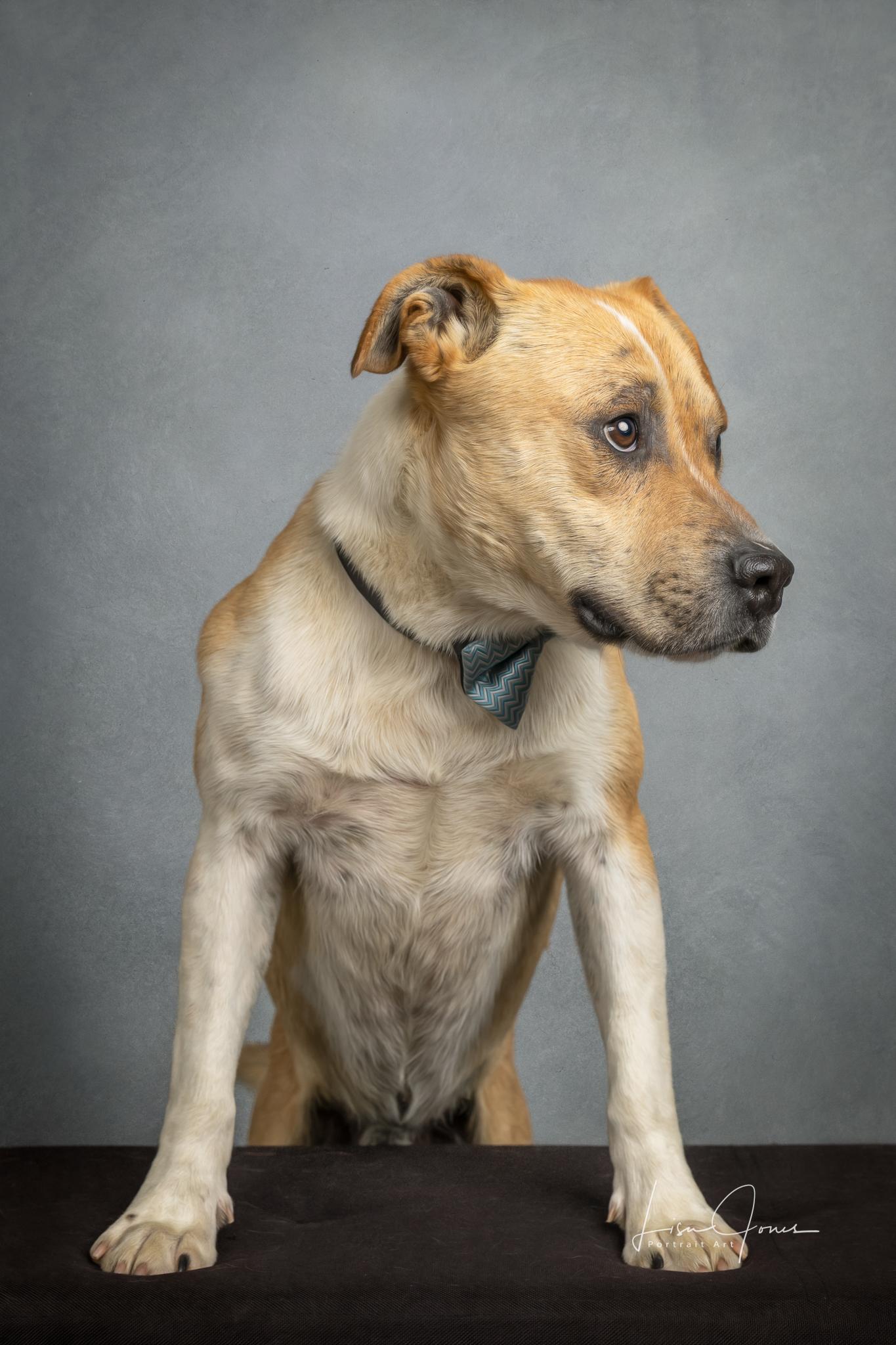 Enlarge Dakota, a ADOPTABLE mixed breed in Cullman, AL image 2/2