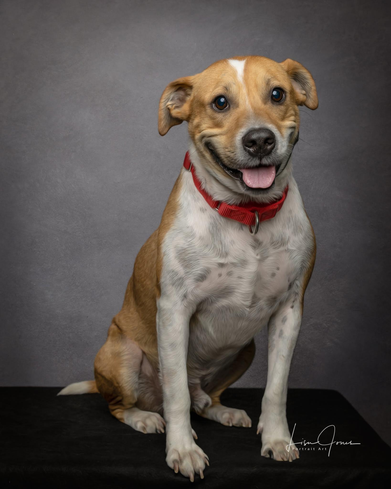 Dakota, ADOPTABLE, Adult Male Mixed Breed.