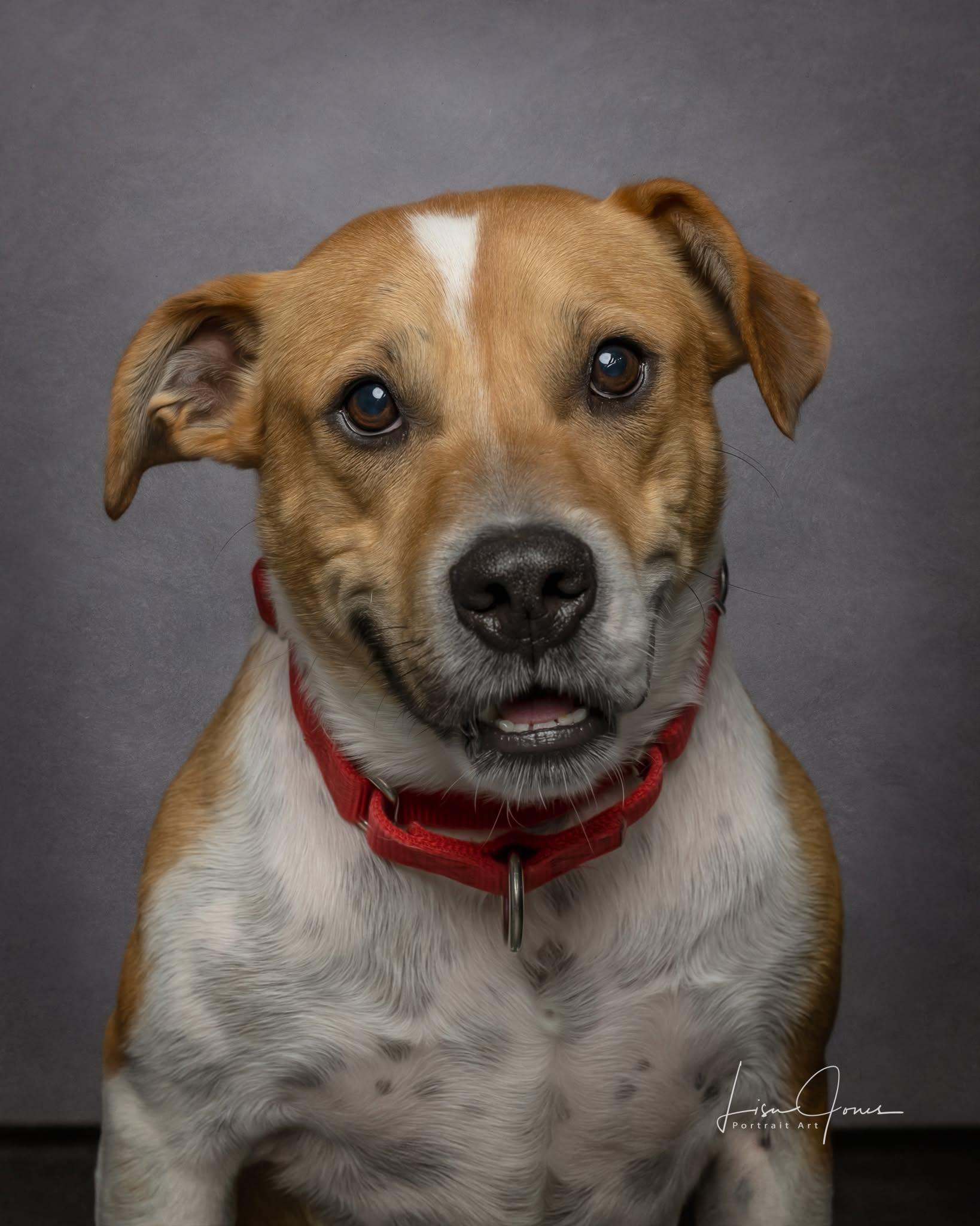 Enlarge Dakota, a ADOPTABLE mixed breed in Cullman, AL image 2/4