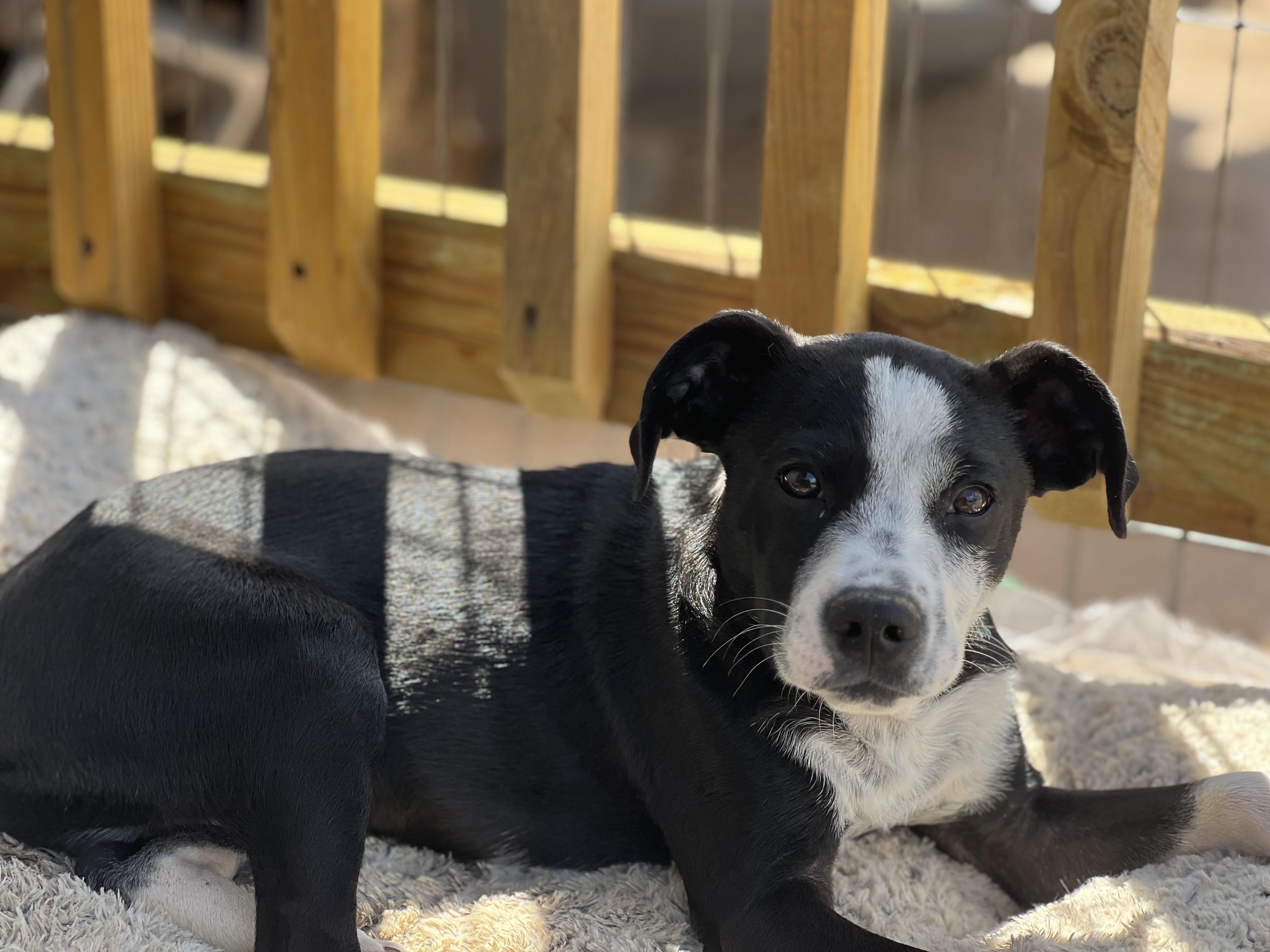 Timmy AKA Tiny Tim, Young Male Mixed Breed