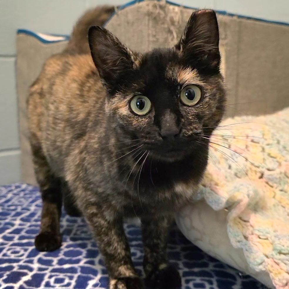 Mamita, a ADOPTABLE mixed breed in Smithtown, NY image 3/3