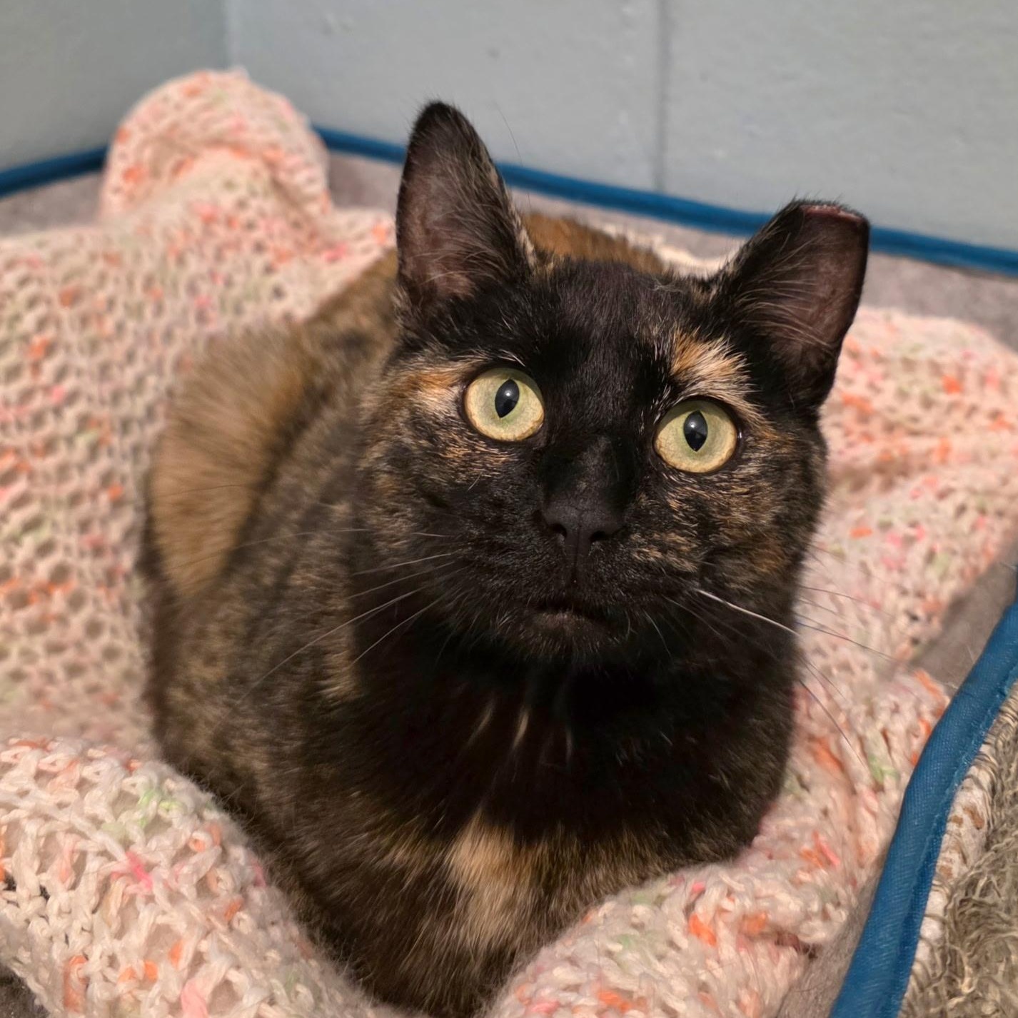 Mamita, a ADOPTABLE mixed breed in Smithtown, NY image 1/3