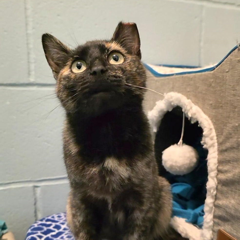 Mamita, a ADOPTABLE mixed breed in Smithtown, NY image 2/3