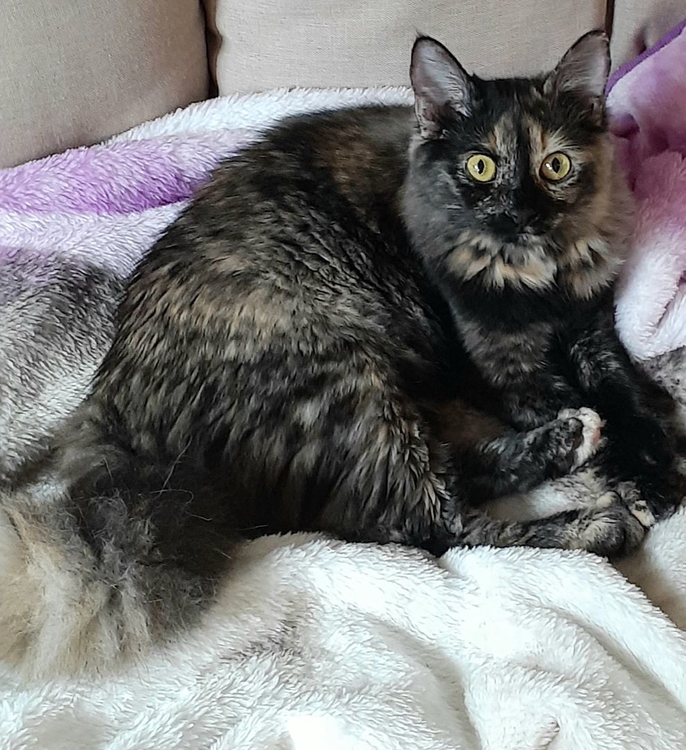 Stormy, Adopted, Kitten Female Domestic Short Hair.