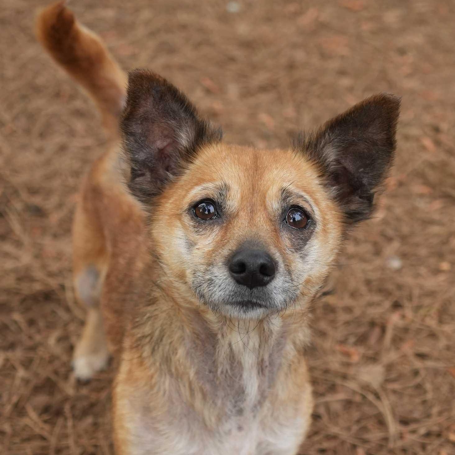 Andromeda 62608, ADOPTABLE, Adult Female Chihuahua.