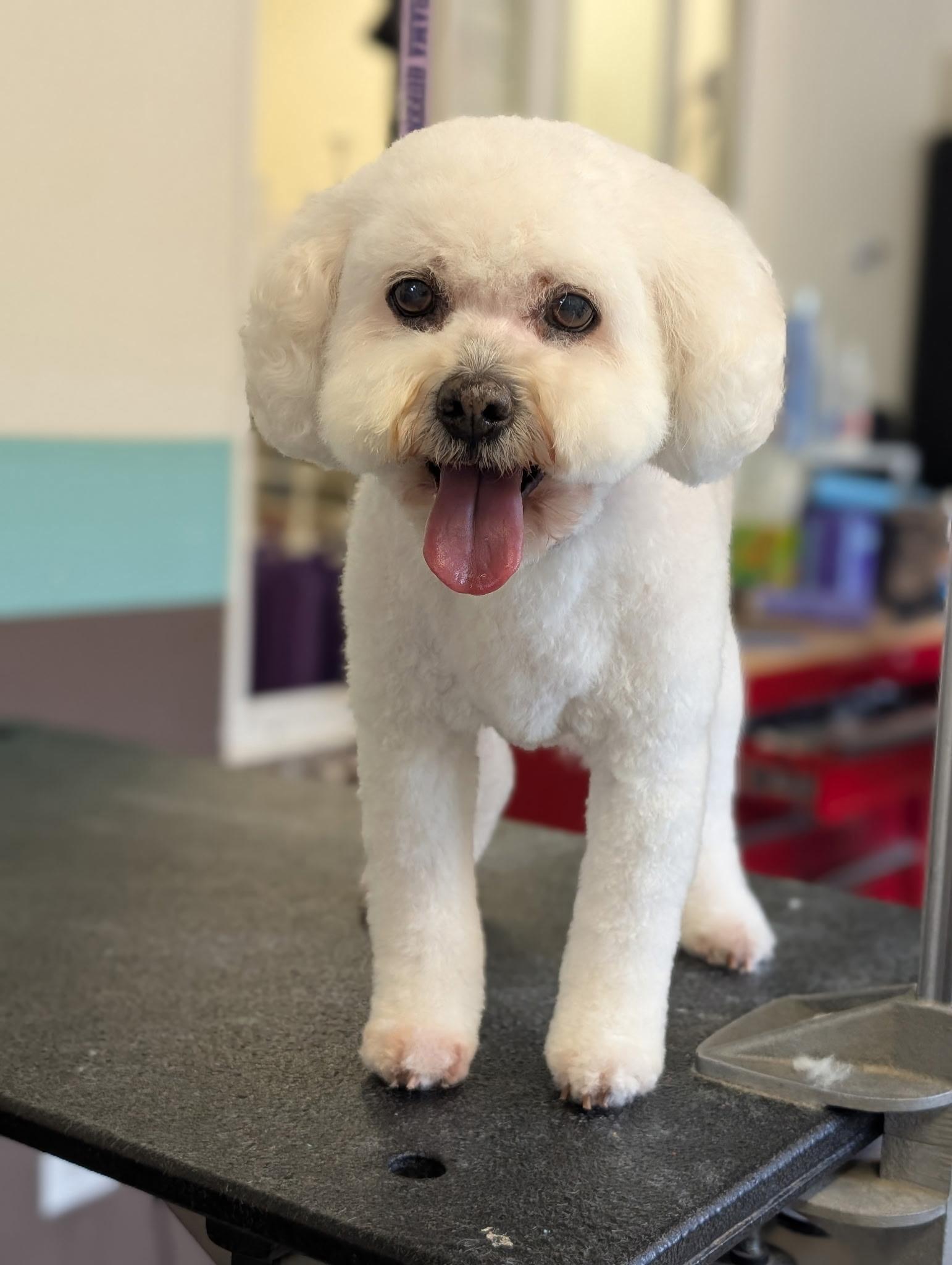 Lucy, adopted, Senior Female Cockapoo.