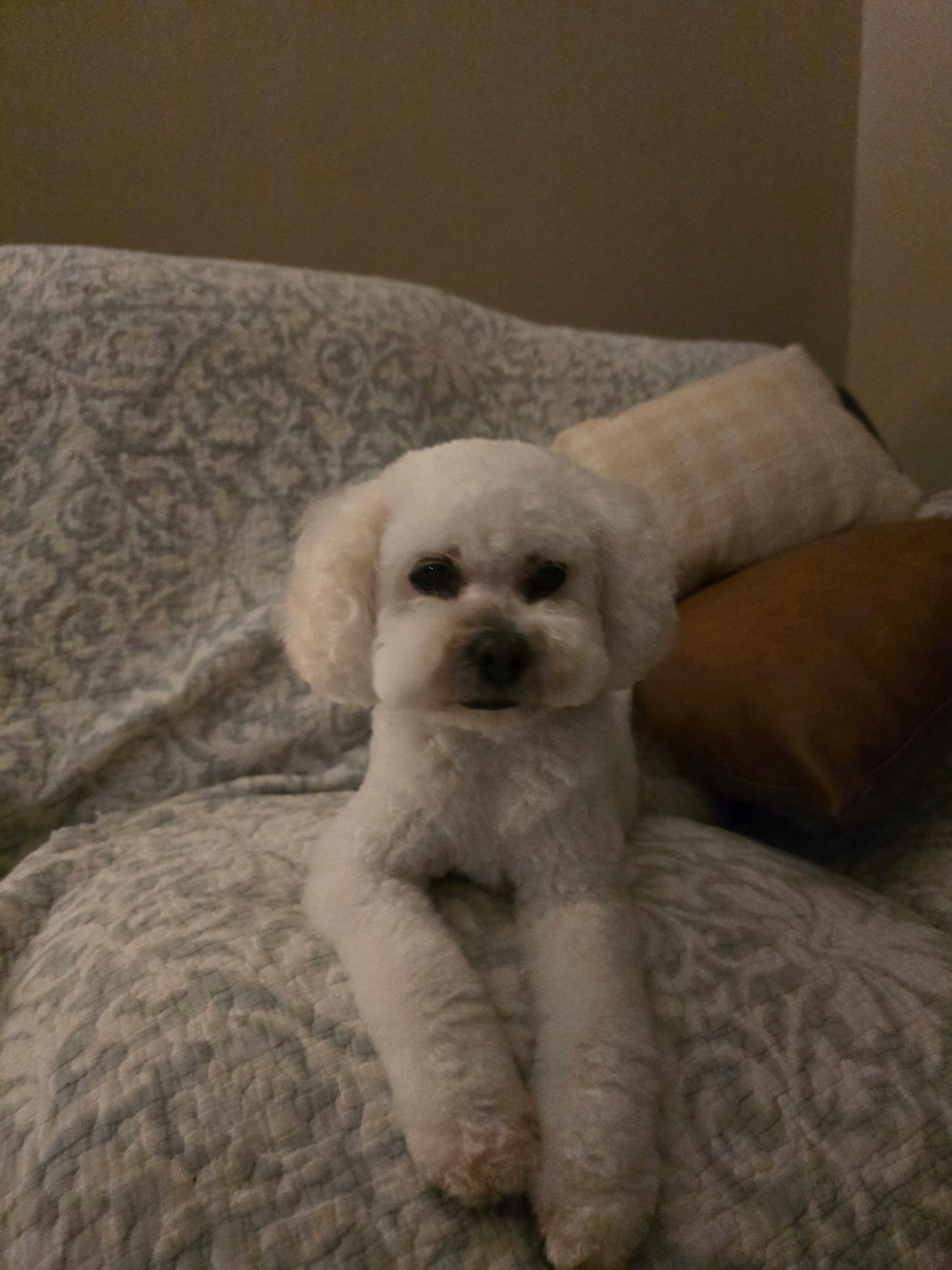 Lucy, an adopted Cockapoo in Sioux City, IA image 3/6