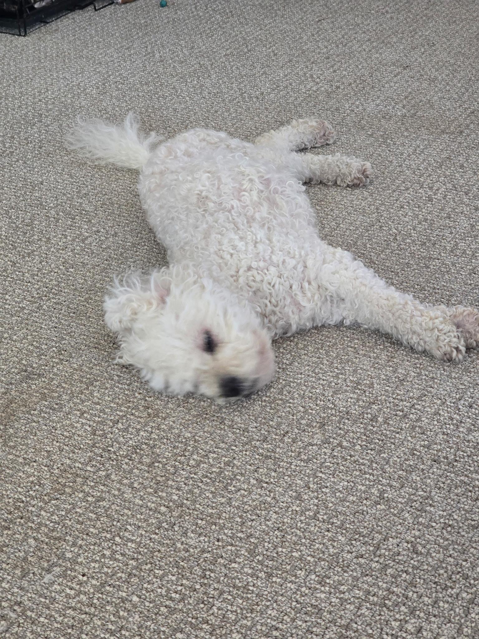 Lucy, an adopted Cockapoo in Sioux City, IA image 4/6