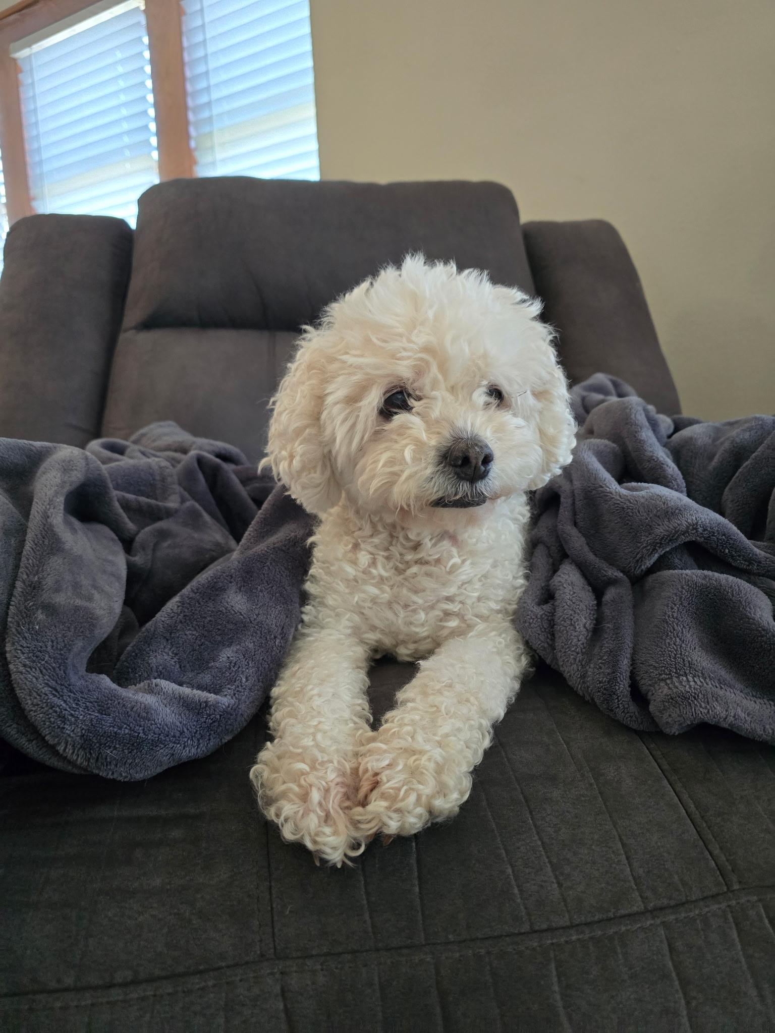 Lucy, an adopted Cockapoo in Sioux City, IA image 2/6