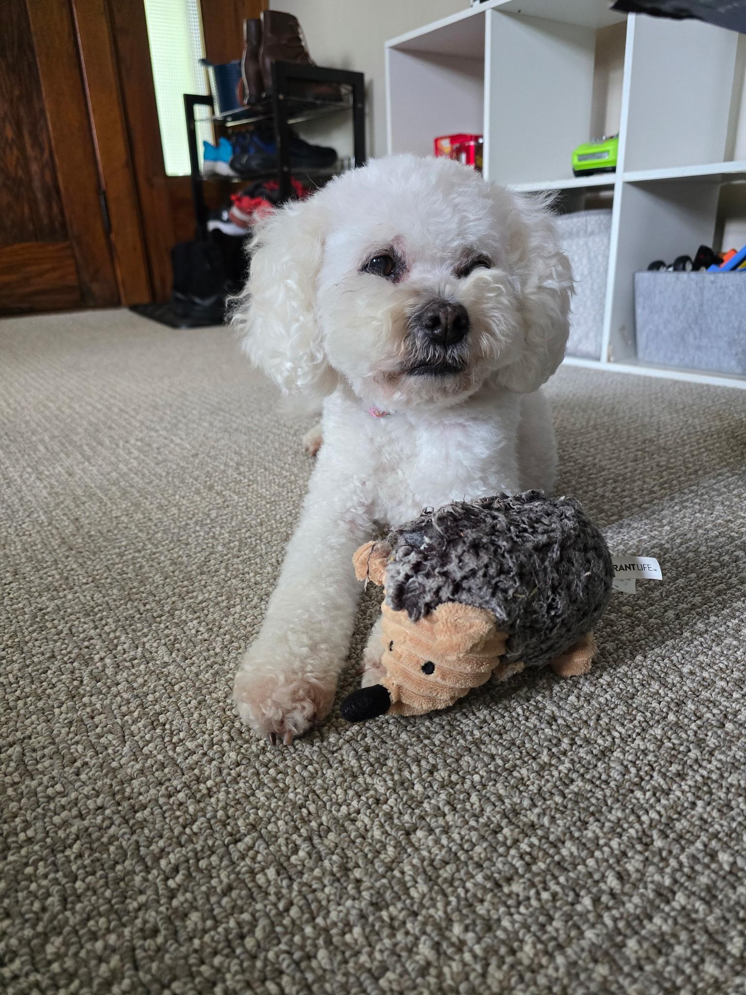 Lucy, an adopted Cockapoo in Sioux City, IA image 6/6