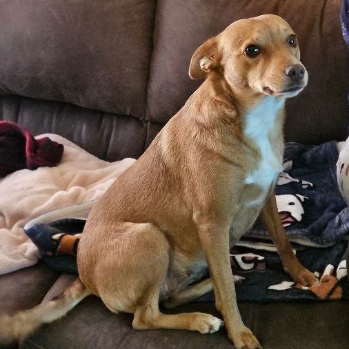 Caramel, Adopted, Adult Female Feist.