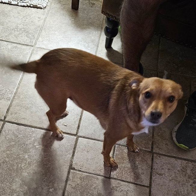 Caramel, a Adopted mixed breed in Sherman, TX image 2/4