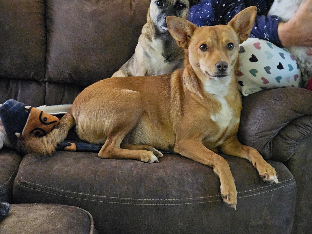 Caramel, a Adopted mixed breed in Sherman, TX image 4/4
