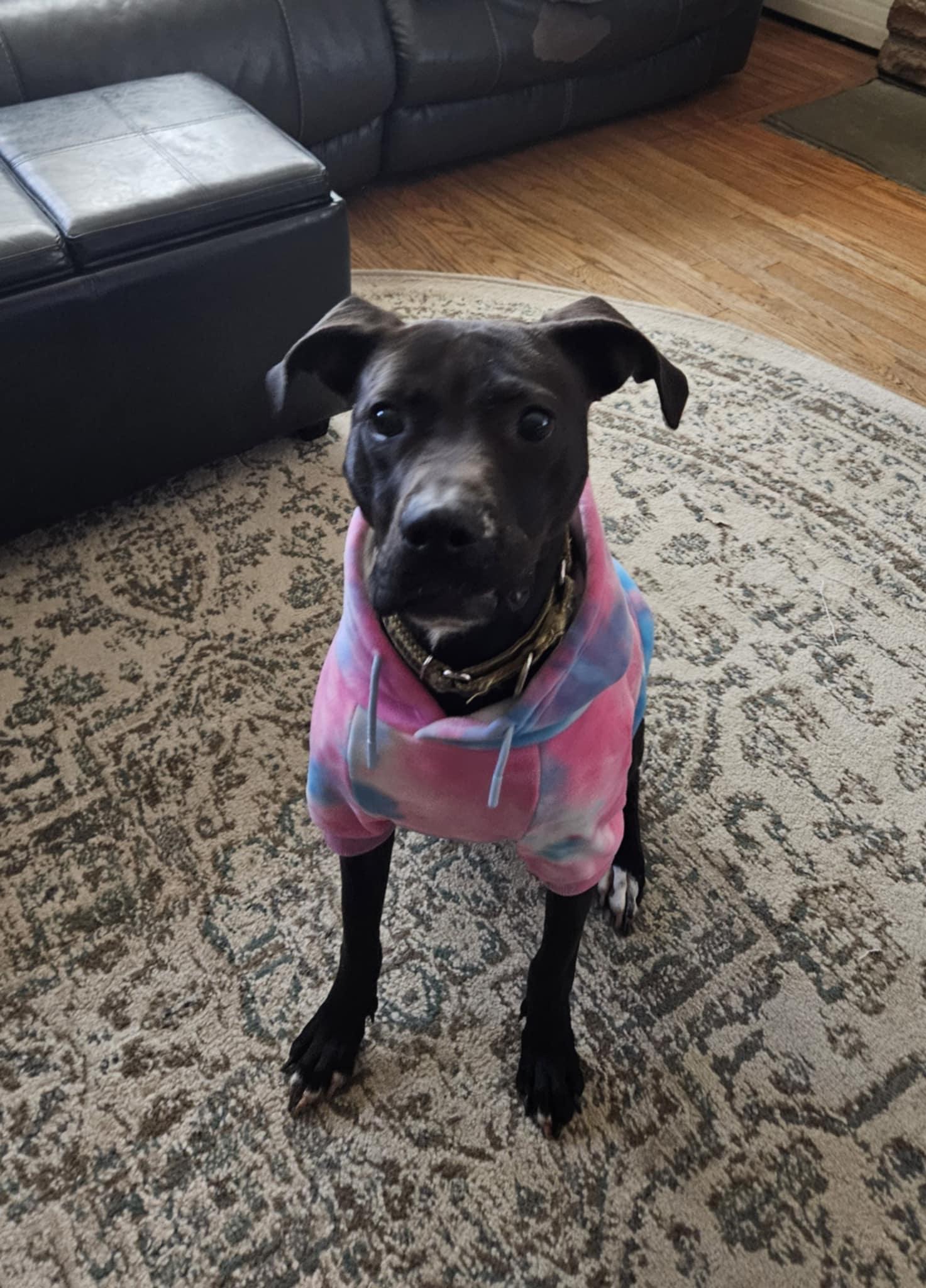 Enlarge Sky, a Adoptable Pit Bull Terrier in Catasauqua, PA image 1/3