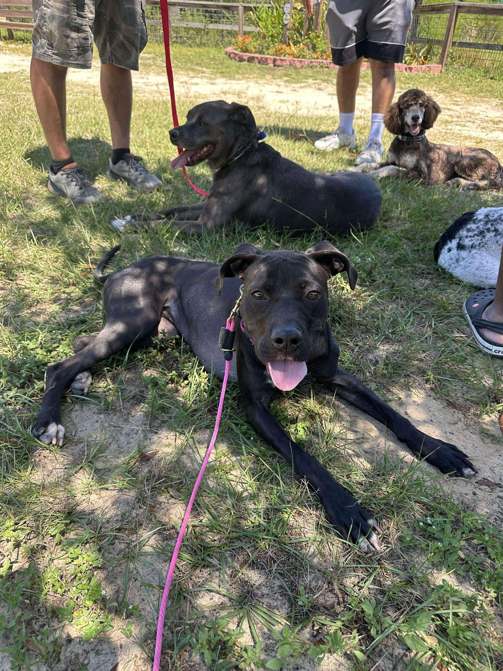 Enlarge Sky, a Adoptable Pit Bull Terrier in Catasauqua, PA image 2/3