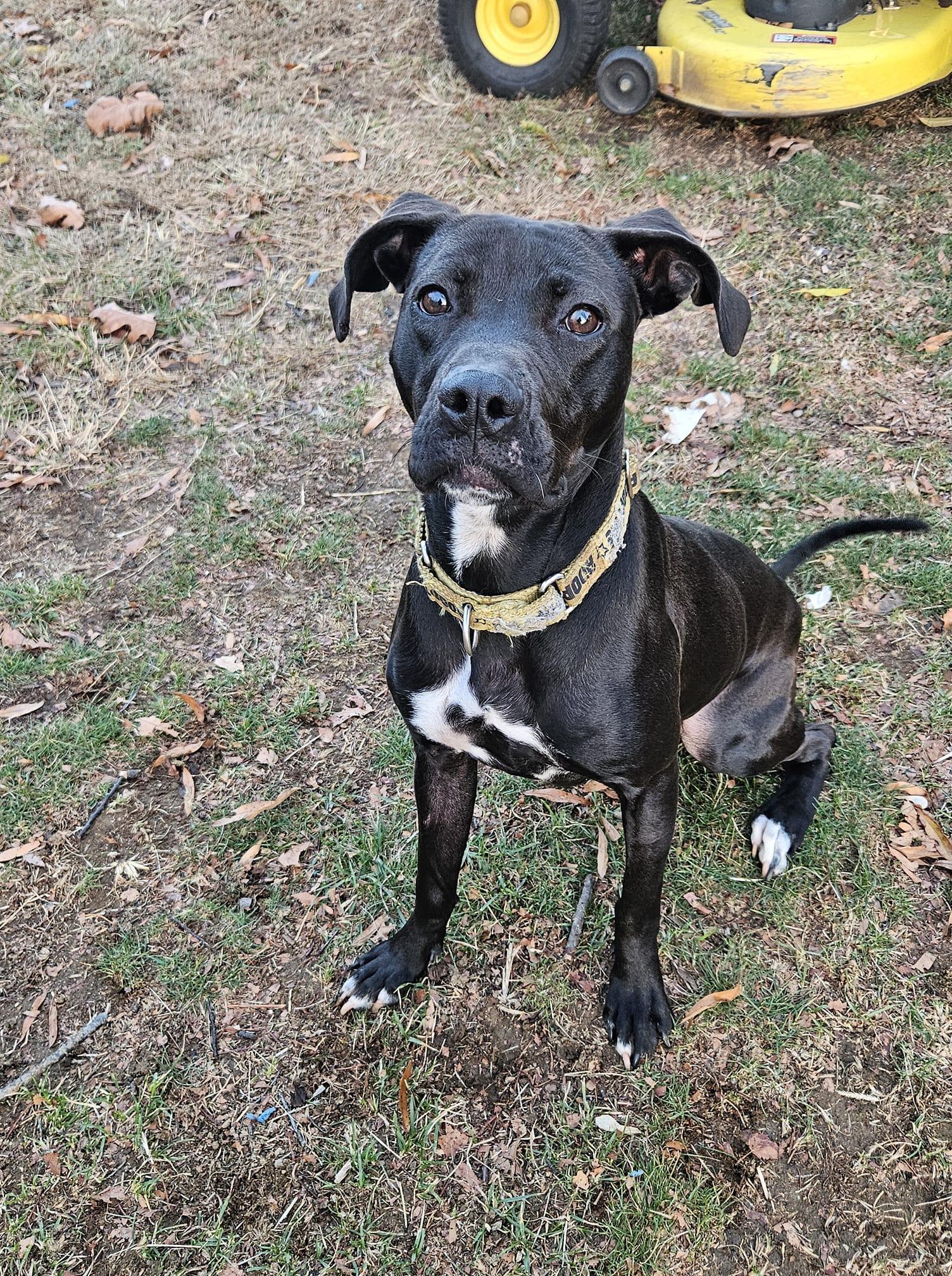 Enlarge Sky, a Adoptable Pit Bull Terrier in Catasauqua, PA image 3/3
