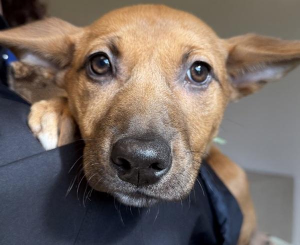 Halftime, Adoptable, Puppy Female Pit Bull Terrier & German Shepherd Dog.